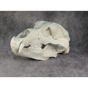 Kodiak-medve Koponya