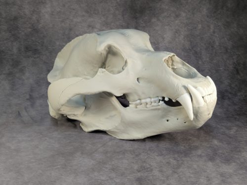 Kodiak-medve Koponya