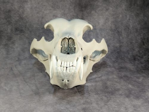 Kodiak-medve Koponya