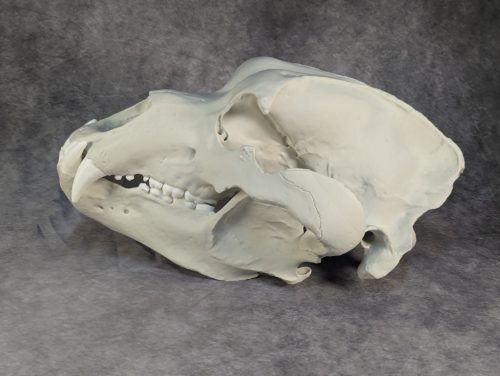 Kodiak-medve Koponya