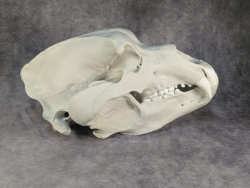 Kodiak-medve Koponya