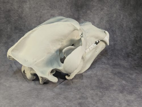 Kodiak-medve Koponya