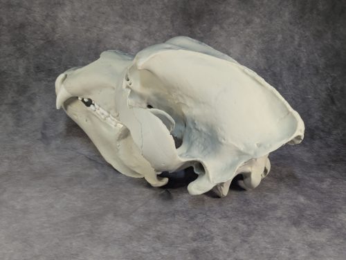 Kodiak-medve Koponya