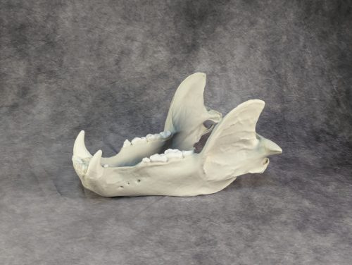 Kodiak-medve Koponya