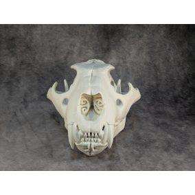 Afrikai Oroszlán Koponya