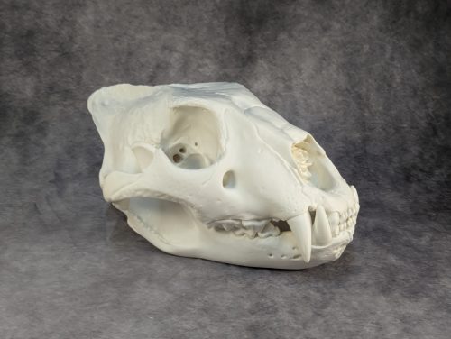 Afrikai Oroszlán Koponya