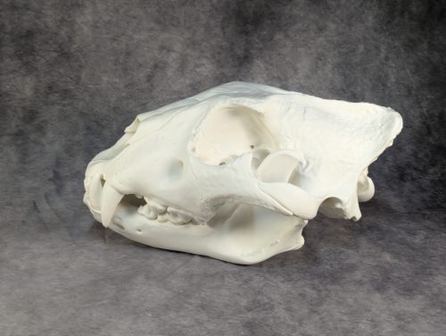 Afrikai Oroszlán Koponya