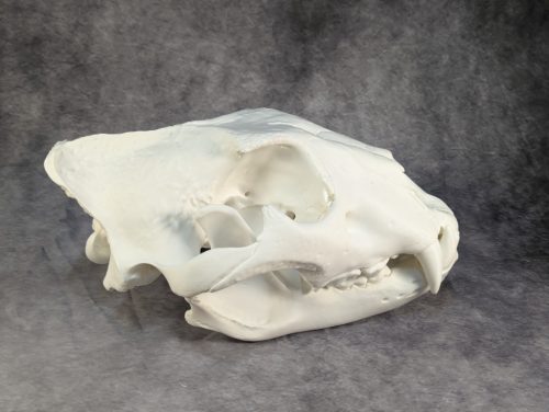 Afrikai Oroszlán Koponya