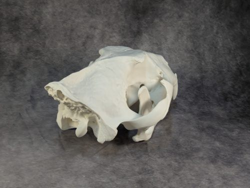 Afrikai Oroszlán Koponya