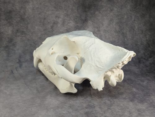 Afrikai Oroszlán Koponya