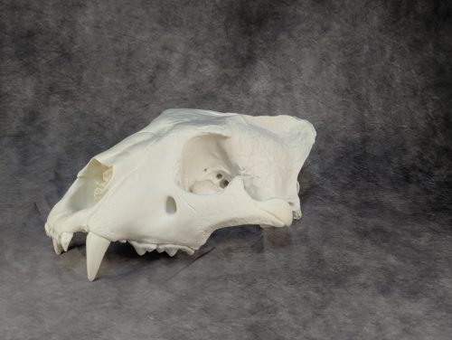 Afrikai Oroszlán Koponya