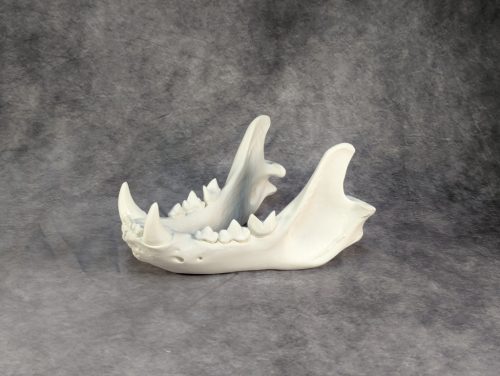 Afrikai Oroszlán Koponya