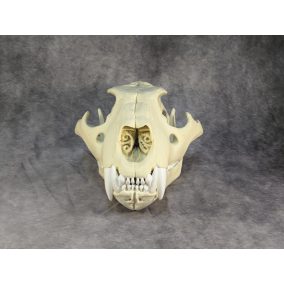 Afrikai Oroszlán Koponya