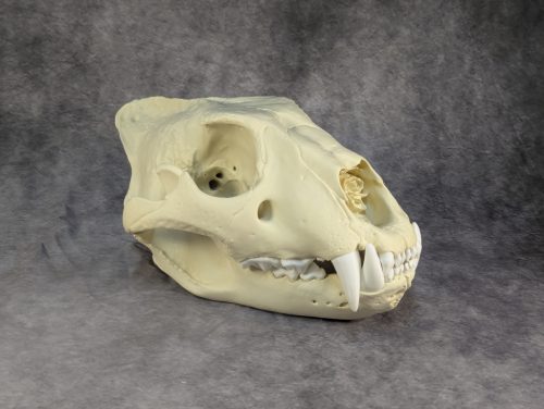 Afrikai Oroszlán Koponya