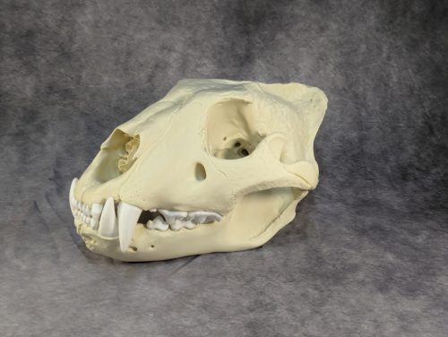 Afrikai Oroszlán Koponya