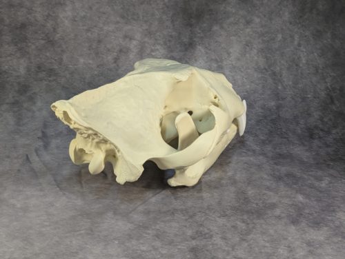 Afrikai Oroszlán Koponya