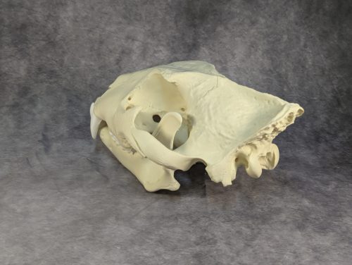 Afrikai Oroszlán Koponya