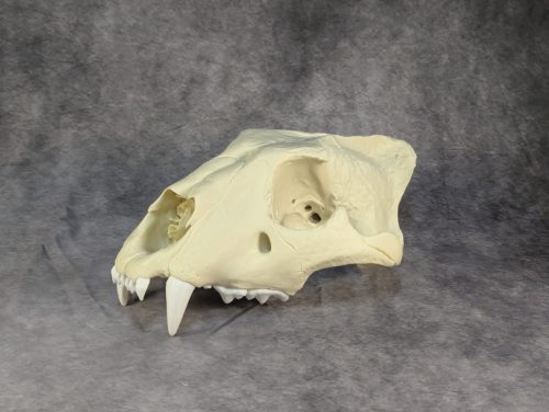 Afrikai Oroszlán Koponya