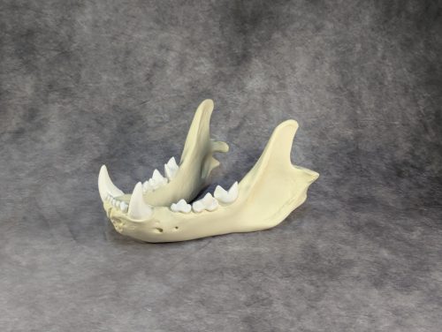 Afrikai Oroszlán Koponya