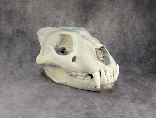 Afrikai Oroszlán Koponya