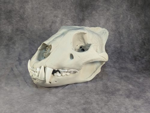 Afrikai Oroszlán Koponya