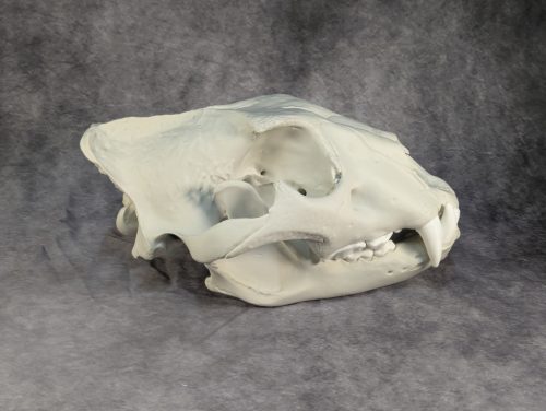 Afrikai Oroszlán Koponya