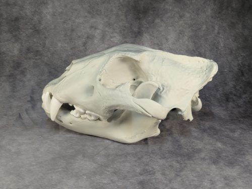 Afrikai Oroszlán Koponya