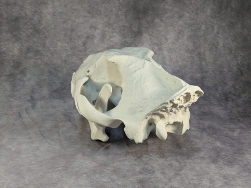 Afrikai Oroszlán Koponya