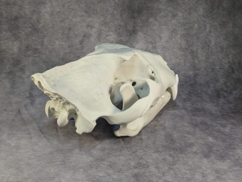 Afrikai Oroszlán Koponya