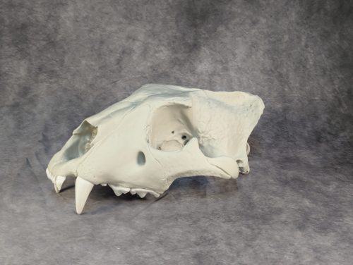 Afrikai Oroszlán Koponya