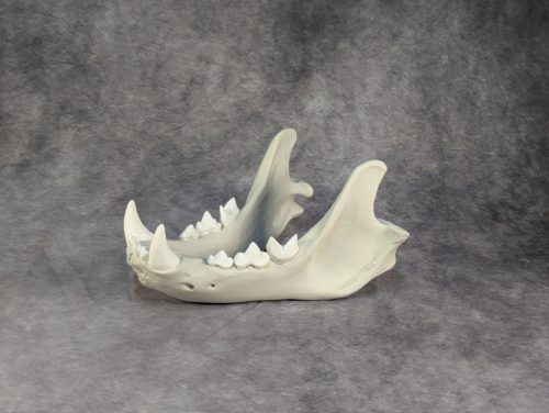 Afrikai Oroszlán Koponya