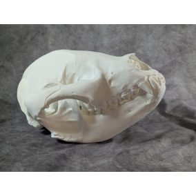 Óriáspanda koponya