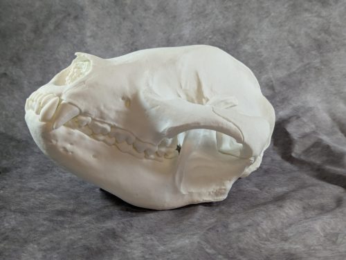 Óriáspanda koponya