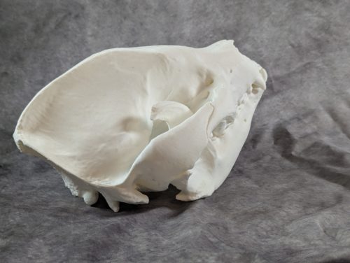 Óriáspanda koponya