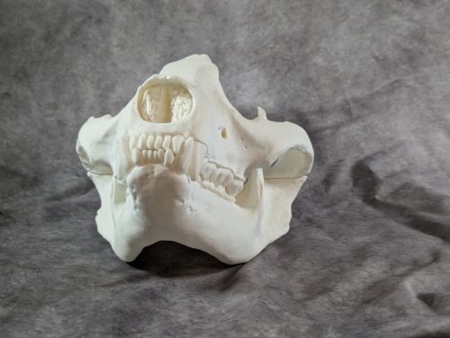 Óriáspanda koponya