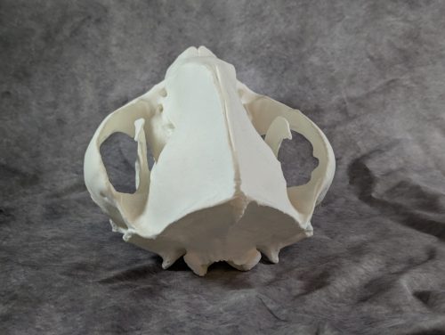 Óriáspanda koponya