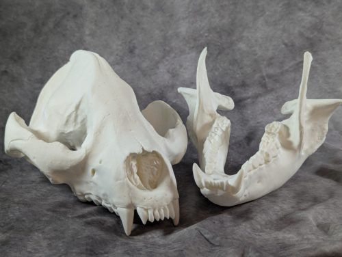 Óriáspanda koponya