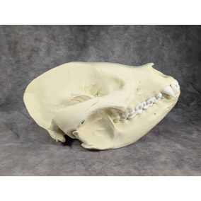 Óriáspanda koponya