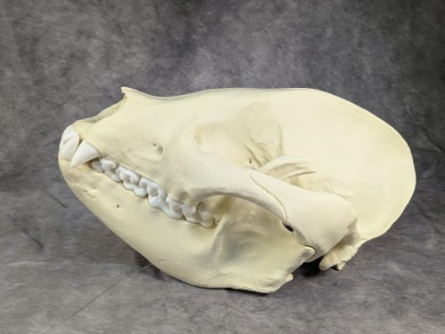 Óriáspanda koponya