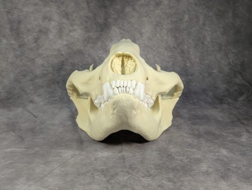 Óriáspanda koponya