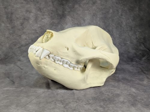 Óriáspanda koponya