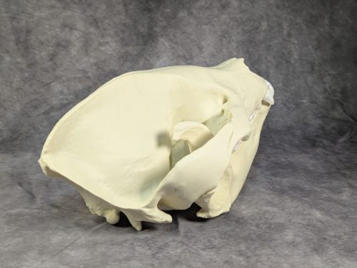 Óriáspanda koponya