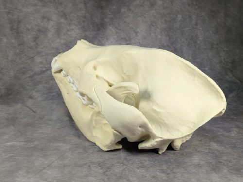 Óriáspanda koponya