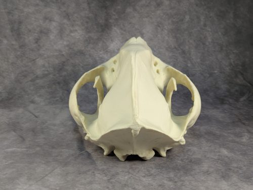 Óriáspanda koponya