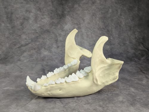 Óriáspanda koponya