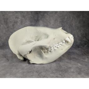 Óriáspanda koponya