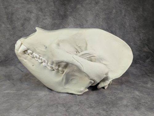 Óriáspanda koponya