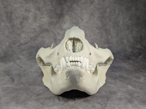 Óriáspanda koponya