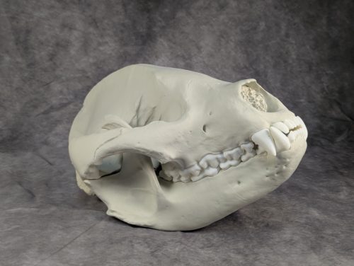 Óriáspanda koponya