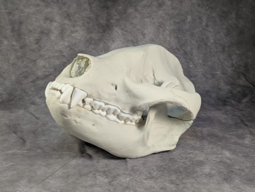 Óriáspanda koponya